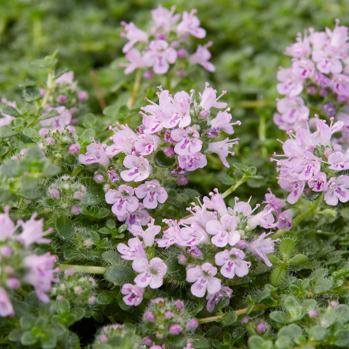 Wilde tijm Elfin - Thymus Elfin - Bakker
