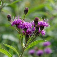 Vernonia crinita mammuth - Ijzerkruid Mammuth - Bloeiende vaste planten