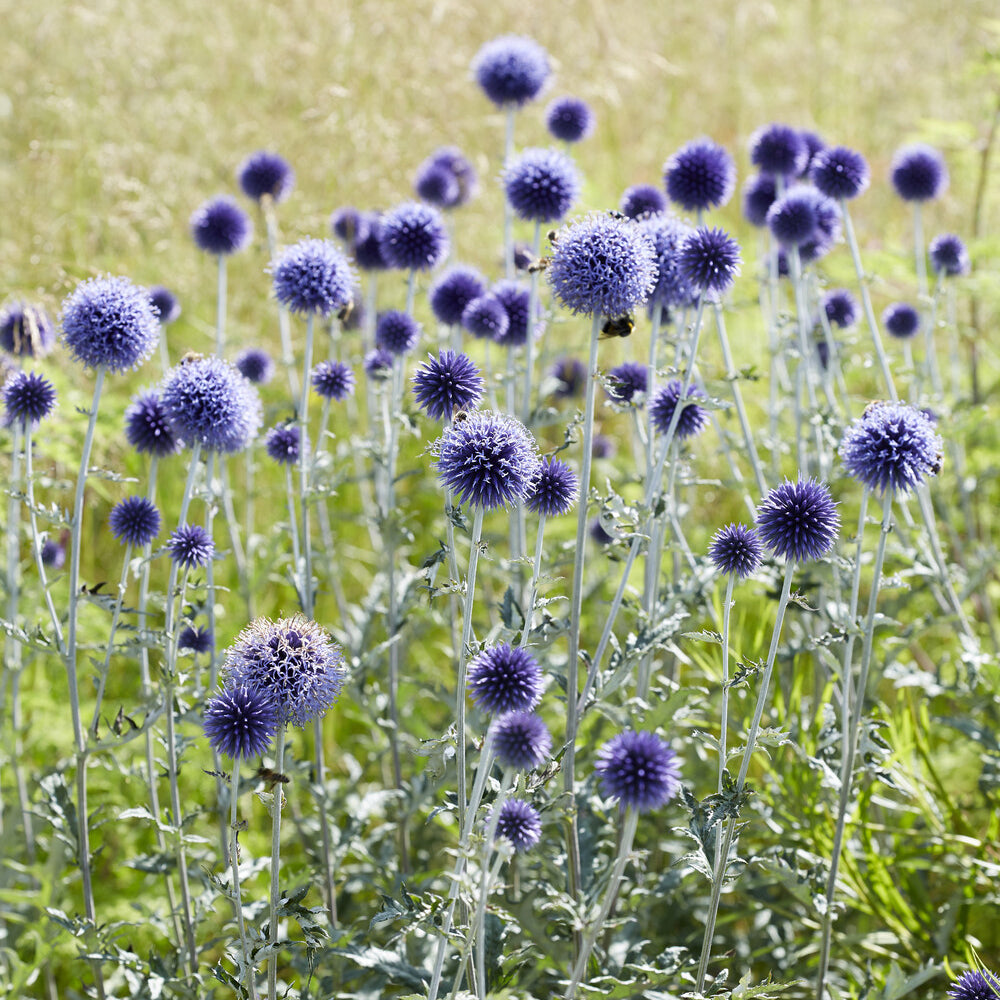 Vaste planten - Kogeldistel Vetritch Blue - Echinops ritro Veitch's Blue