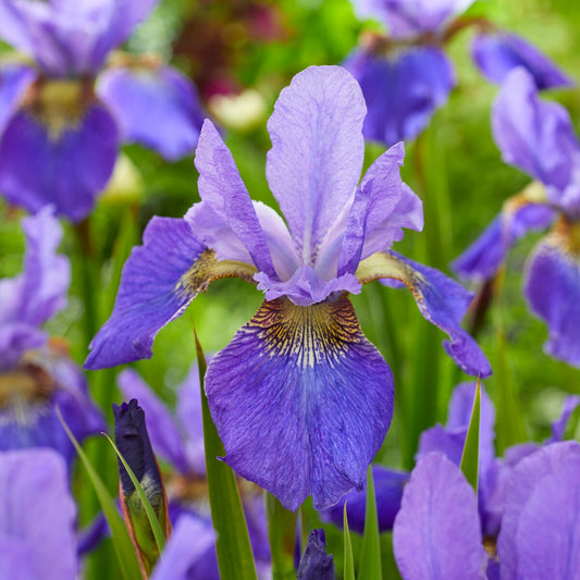 Siberische iris 'Happy Returns'