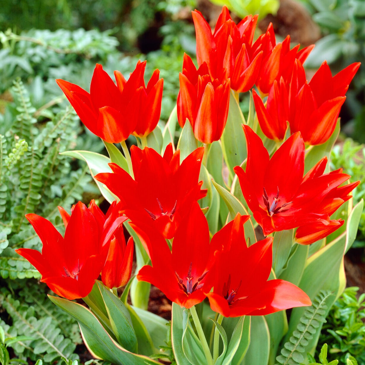 Tulpen Praestans Bloemenlust - Tulipa praestans 'bloemenlust' - Bloembollen