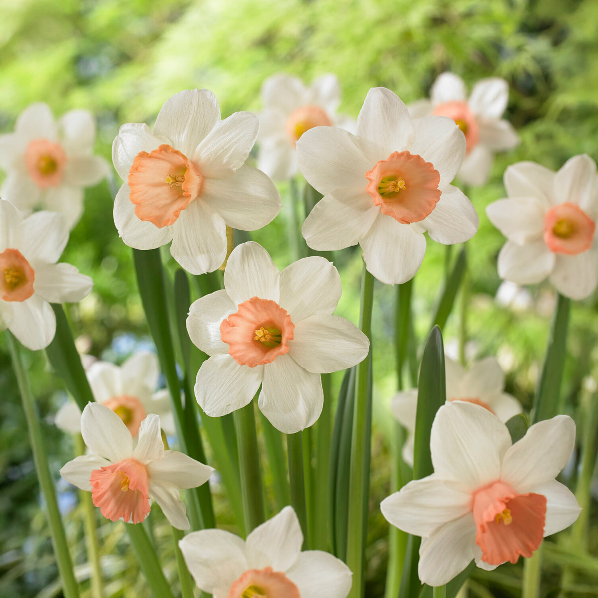 Narcissen Iwona (x5 - Bakker