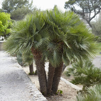 Dwergpalm Vulcano - Chamaerops humilis Vulcano  - Bakker