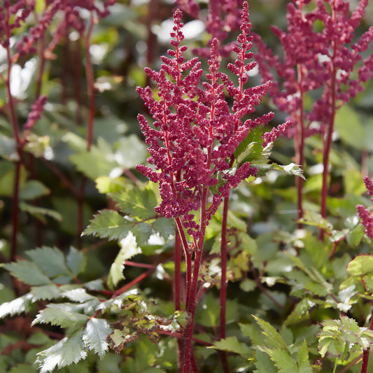 Pluimspirea Vision in Red - Bakker