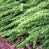 Berberis Green Carpet - Berberis thunbergii Green Carpet - Bakker