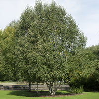 Himalayaberk Doorenbos - Bakker