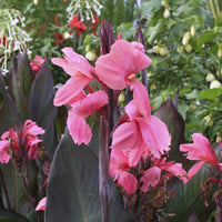 Canna indica 'Pink Futurity' (x2) - Bakker