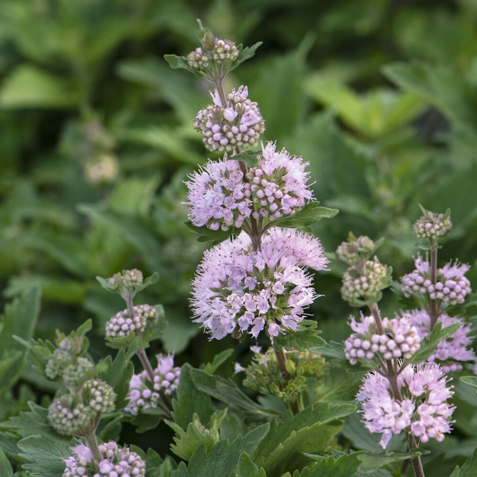 Caryopteris Stephi® Roze - Bakker