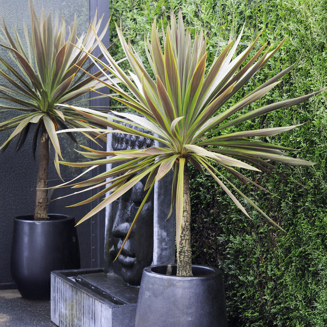 Australische cordyline Choc-Mint® - Bakker