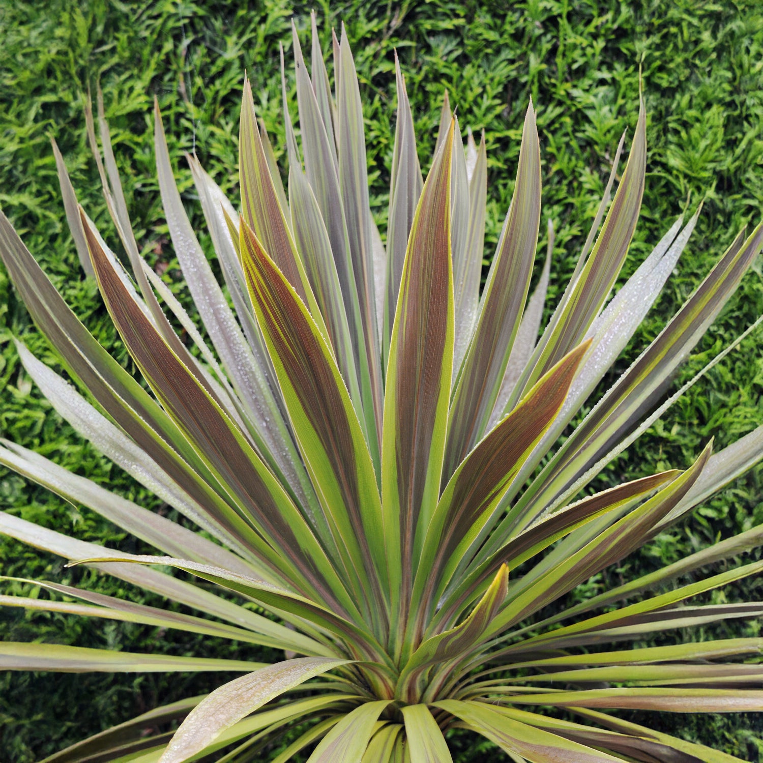 Cordyline australis Choc-Mint® - Australische cordyline Choc-Mint® - Vaste planten