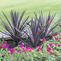 Australische cordyline Red Sensation® - Bakker