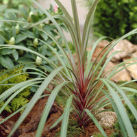 Australische cordyline Sundance® - Bakker