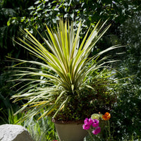 Australische cordyline Torbay Dazzler® - Bakker