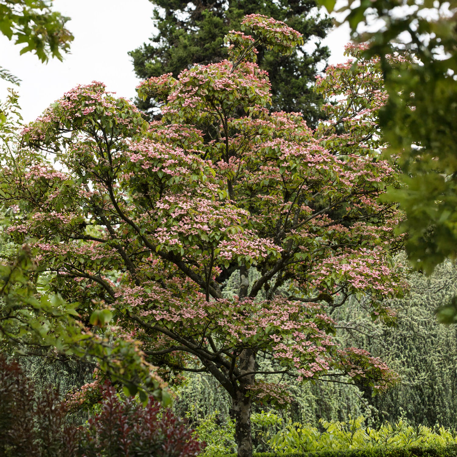 Japanse kornoelje Satomi - Cornus kousa Satomi - Bakker