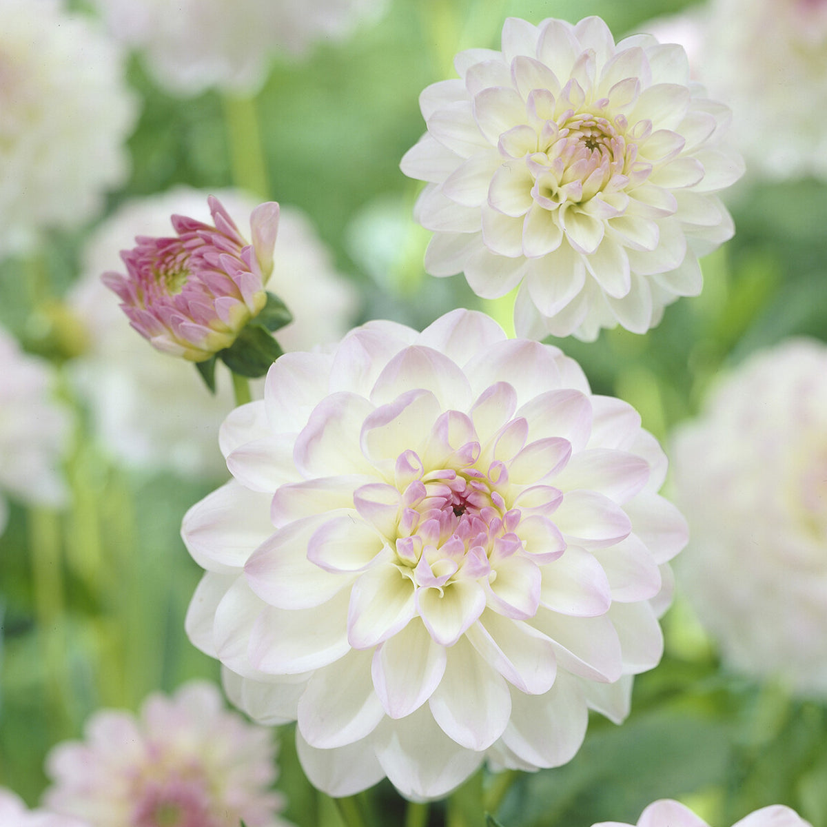 Dahlia Eveline - Bakker