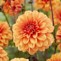 Decoratieve dahlia David Howard - Bakker