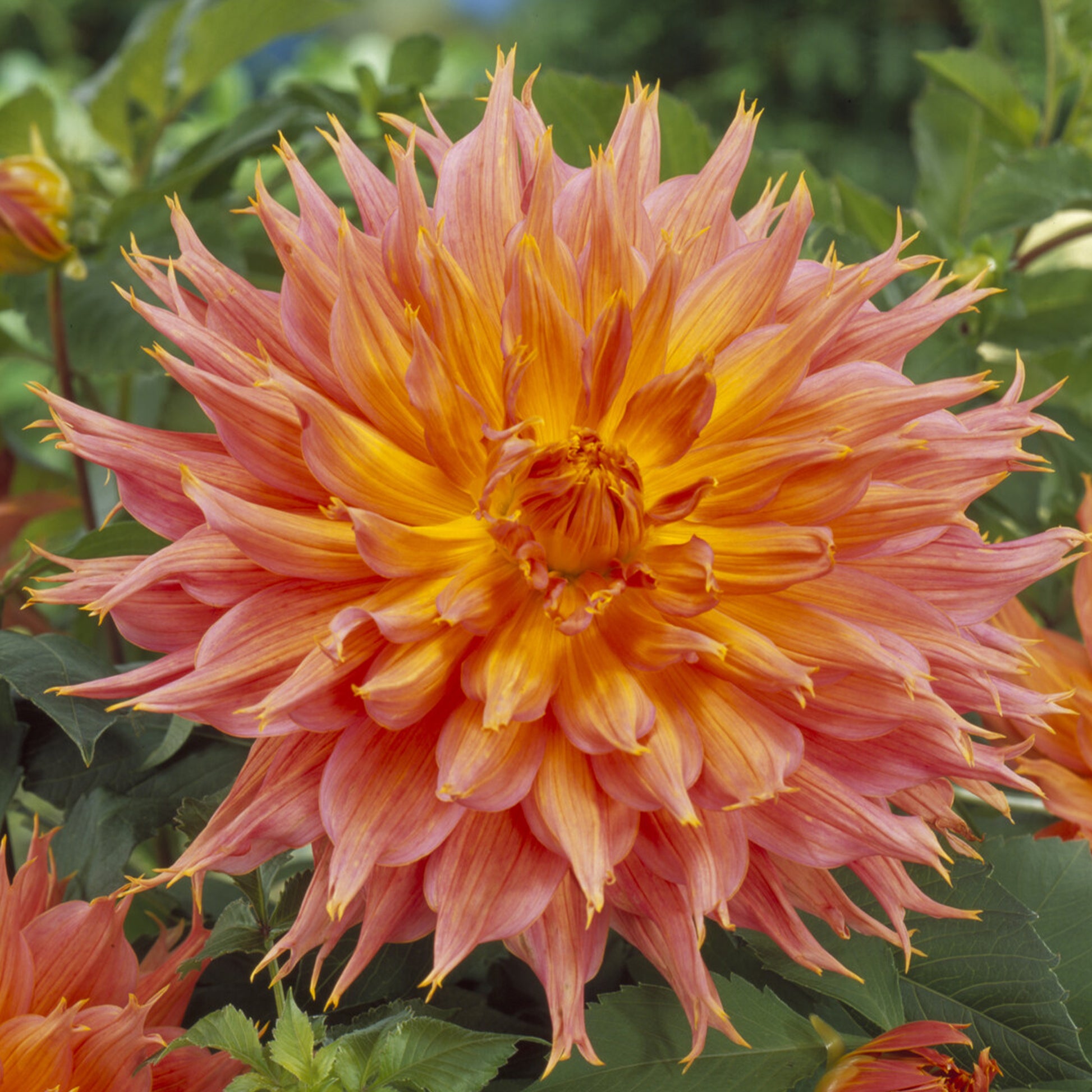 Decoratieve dahlia Omega - Dahlia Omega - Bakker