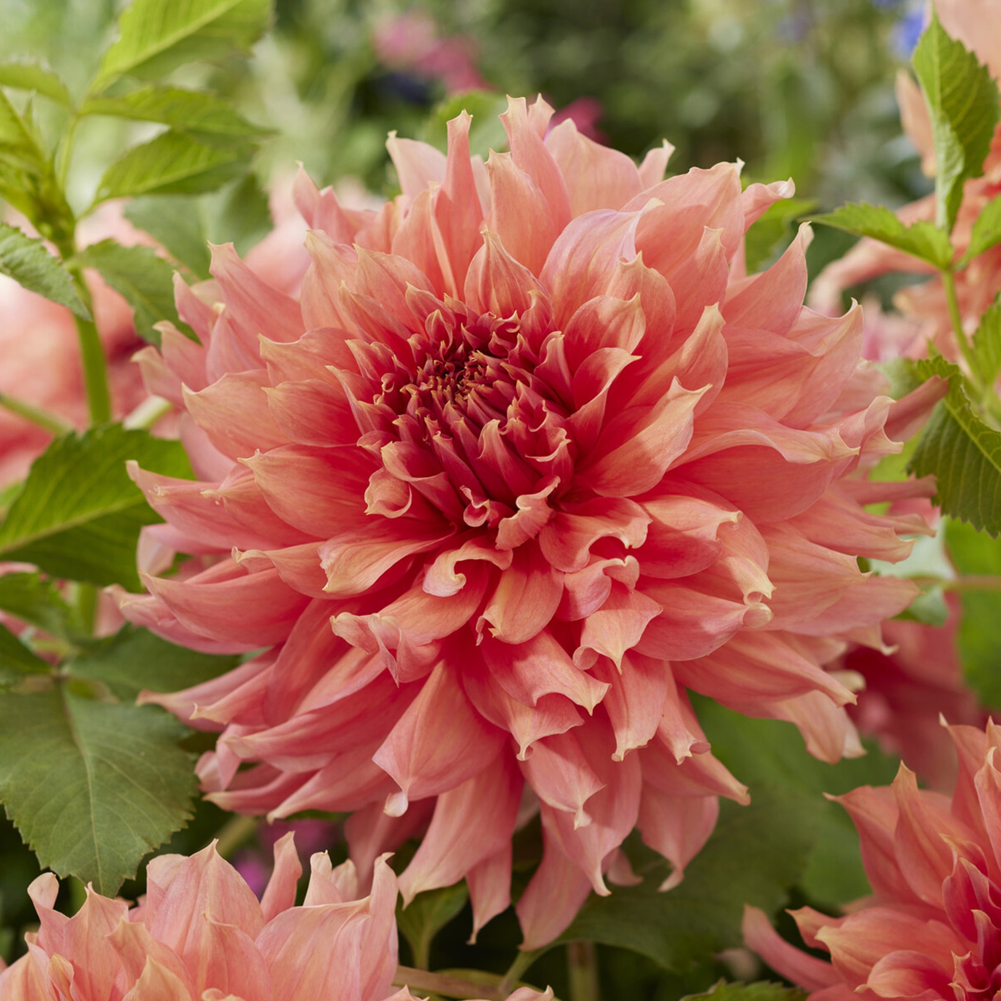 Reuzendahlia Fairway Spur - Dahlia Fairway Spur - Bakker