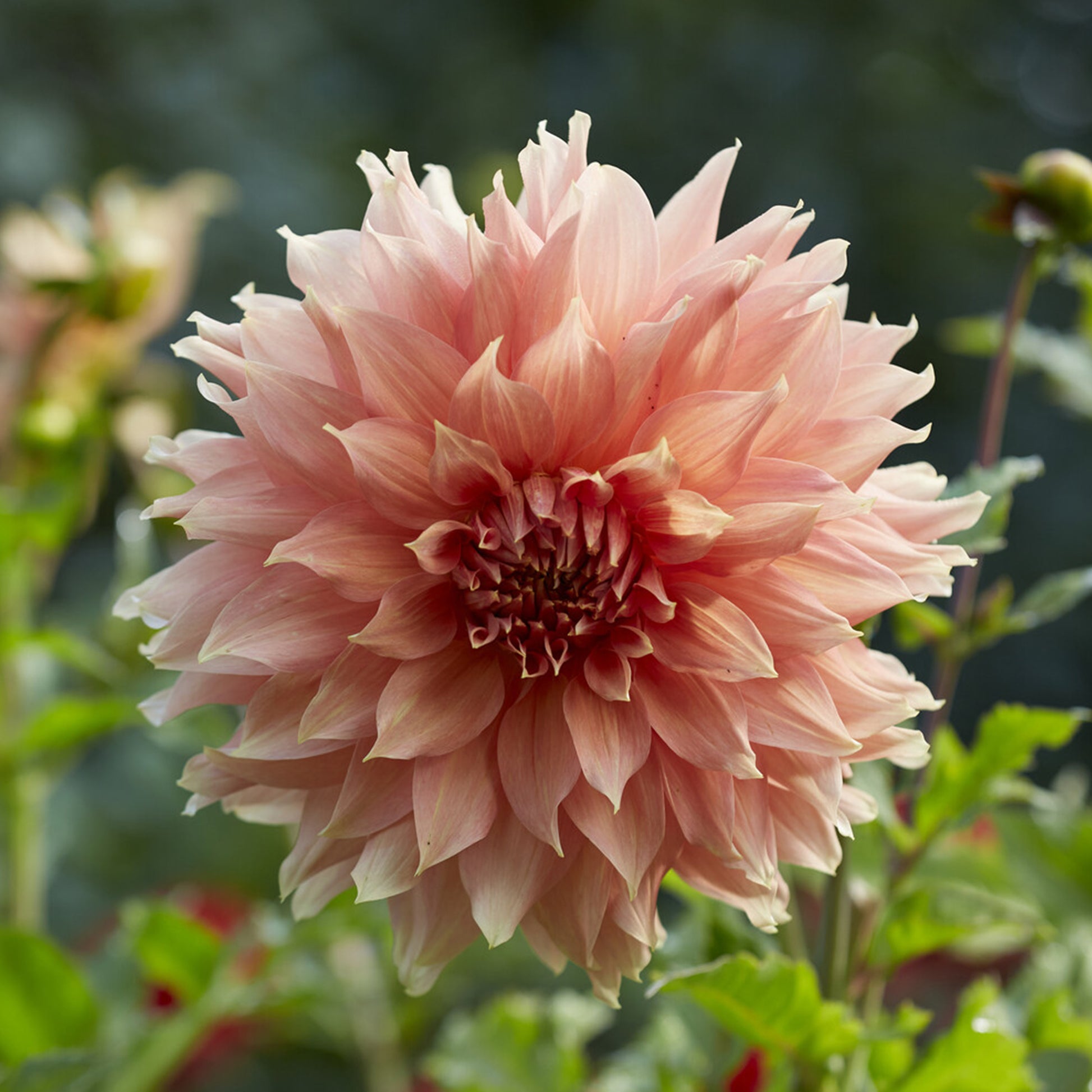 Reuzendahlia Fairway Spur - Bakker