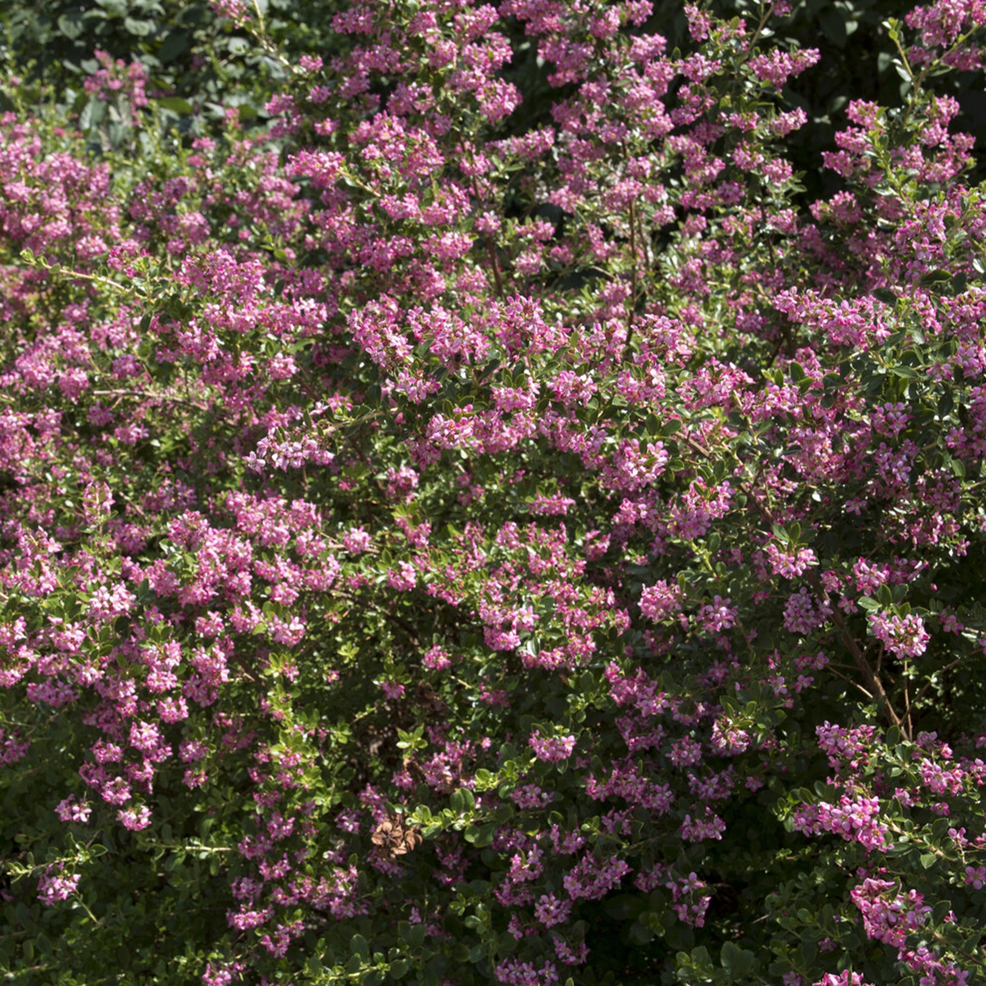 Escallonia Donard Seedling - Escallonia Donard Seedling - Escallonia