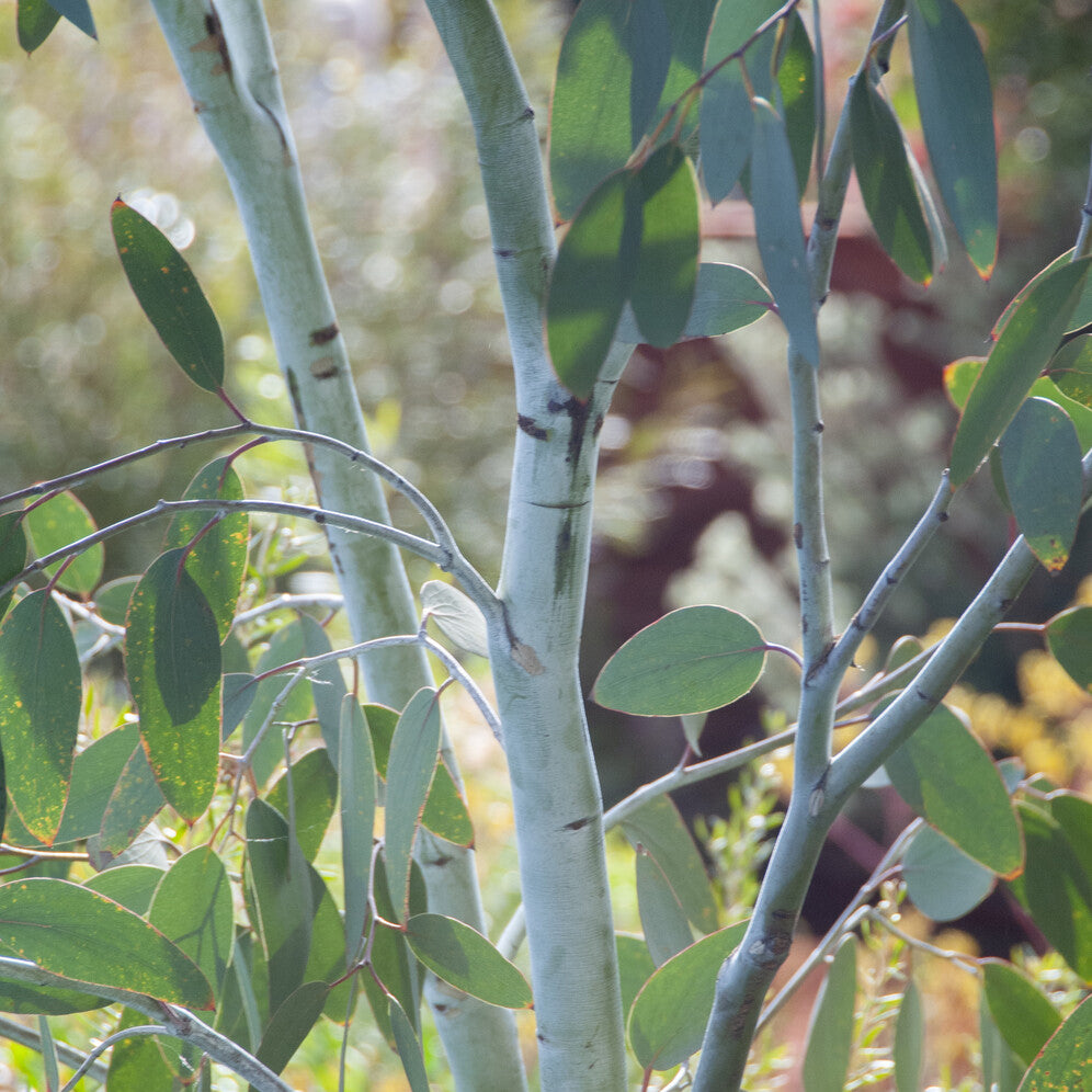 Eucalyptus Blue Ice - Eucalyptus gunnii Blue ice - Bakker