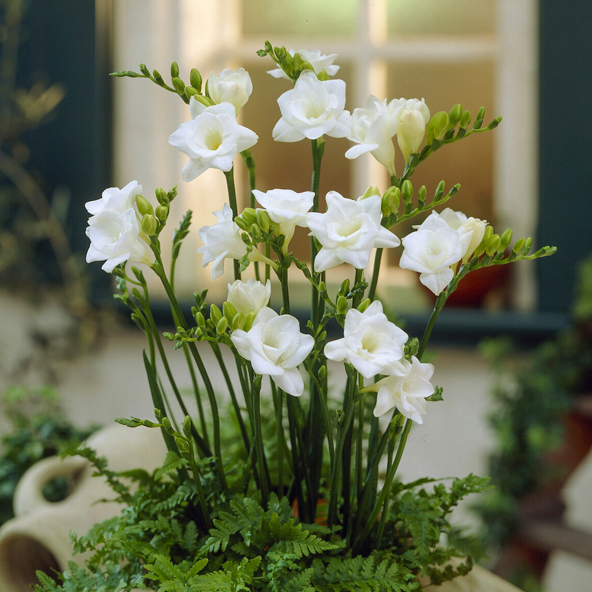 Dubbele witte fresia's (x25) - Freesia Double Blanc - Bakker