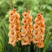 Gladiolen 'Peter Pears' (x25) - Bakker