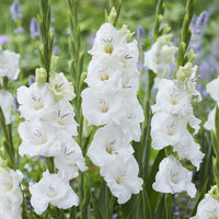 Gladiolen 'Blondy' (x25) - Gladiolus Blondy - Bakker