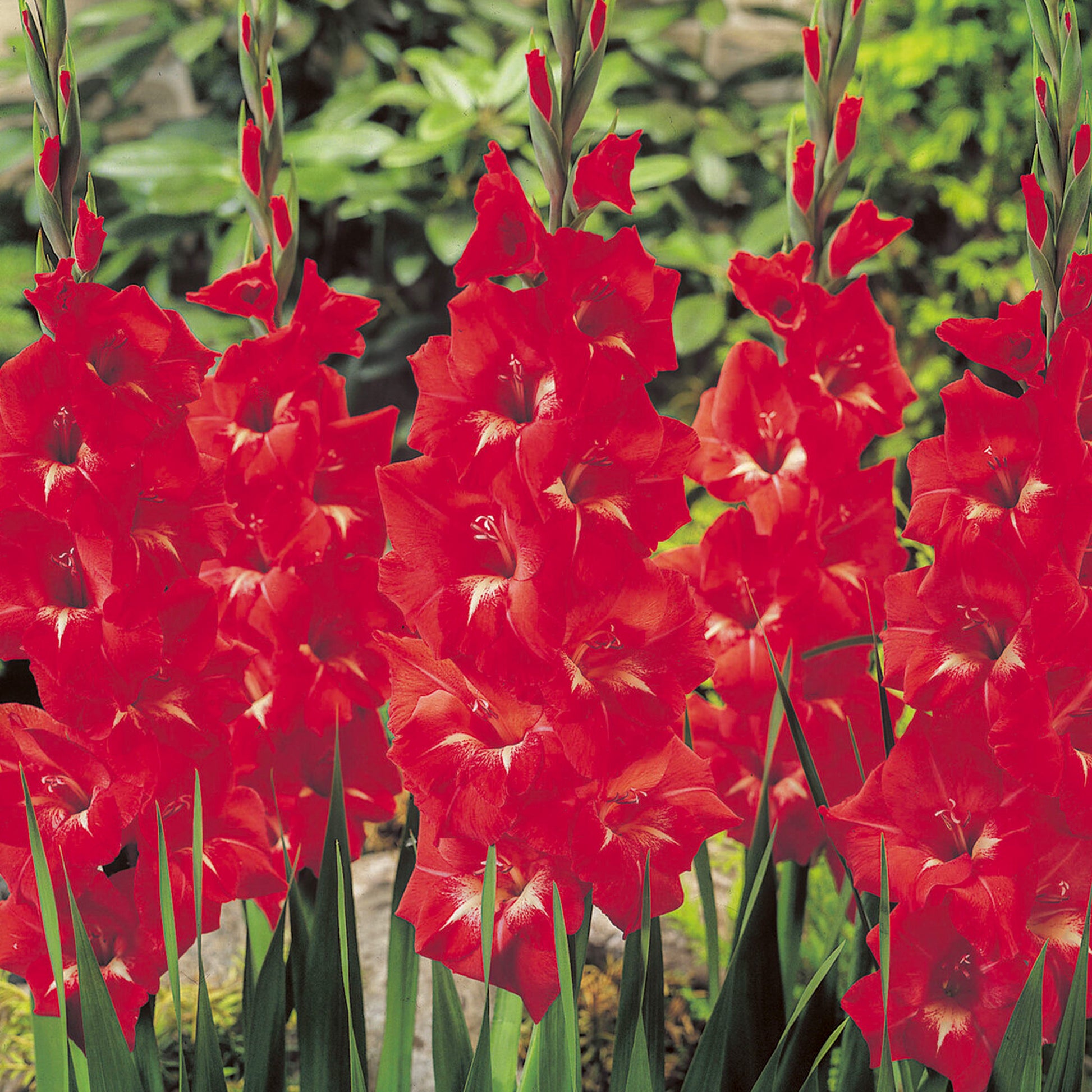 Gladiolen Trader Horn - Gladiolus Traderhorn - Bakker