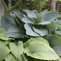 Hartlelie Empress Wu - Hosta Empress Wu - Bakker