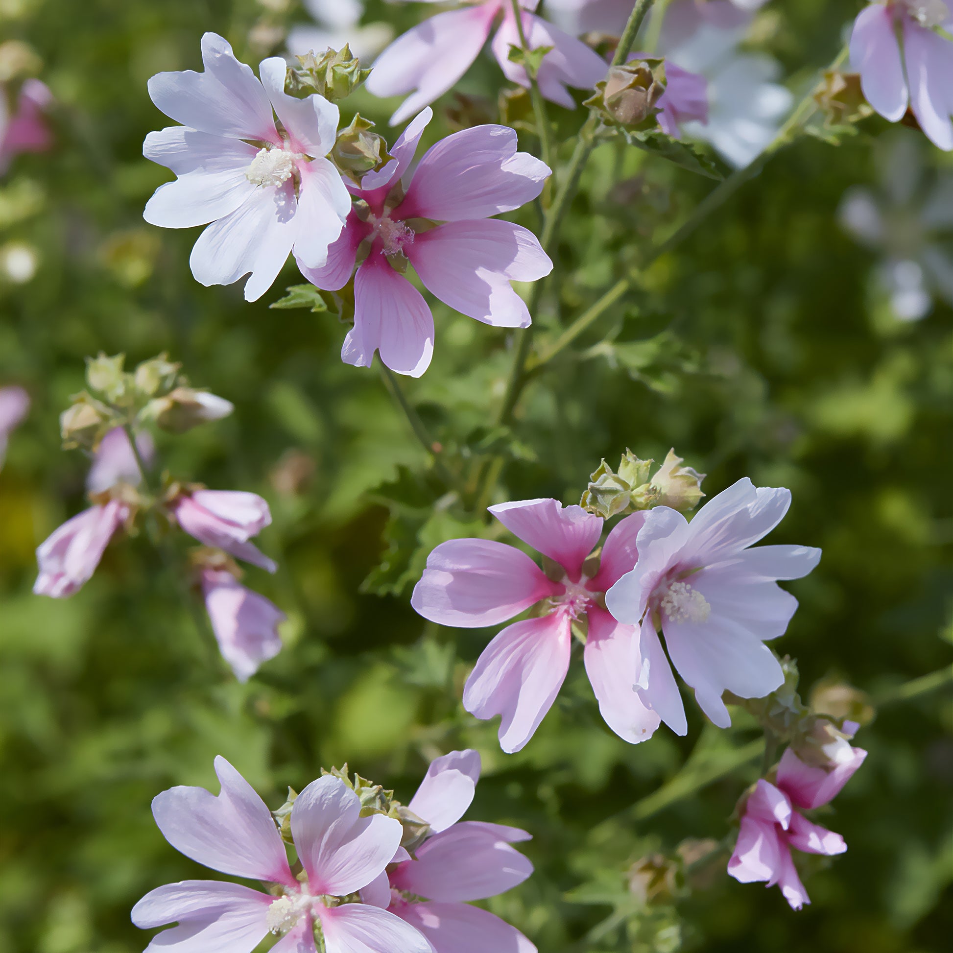 Lavatera Barnsley Baby - Lavatera Barnsley Baby - Bakker