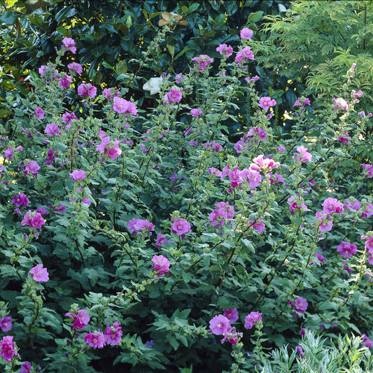 Lavatera Bredon Springs - Bakker