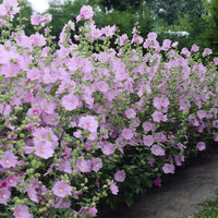 Lavatera Candy Floss - Bakker