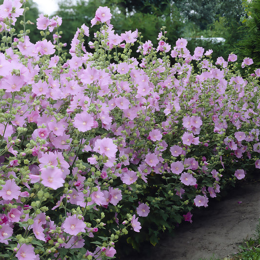 Lavatera Candy Floss - Bakker