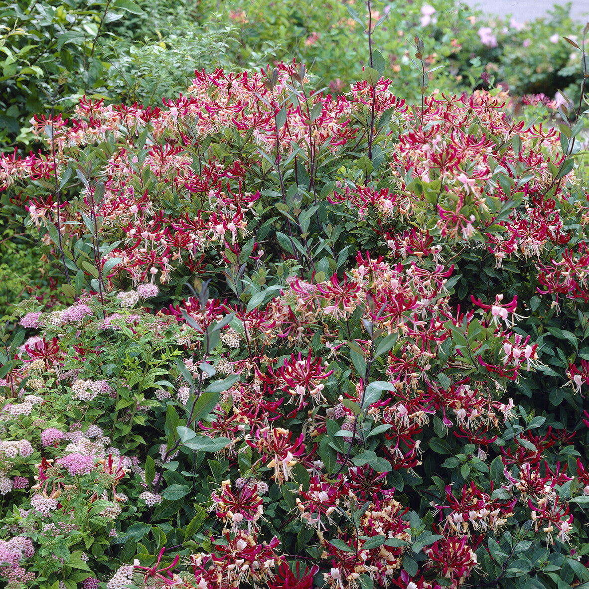 Boskamperfoelie Belgica - Lonicera periclymenum Belgica - Bakker