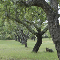 Verkoop Kurkeik - Quercus suber