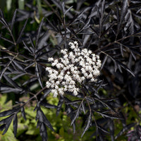 Sambucus nigra Black Lace® - Zwarte vlier Black Lace® - Sambucus - Vlier