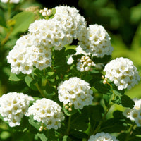 Spierstruik met berkenblad Tor - Spiraea betulifolia Tor - Bakker