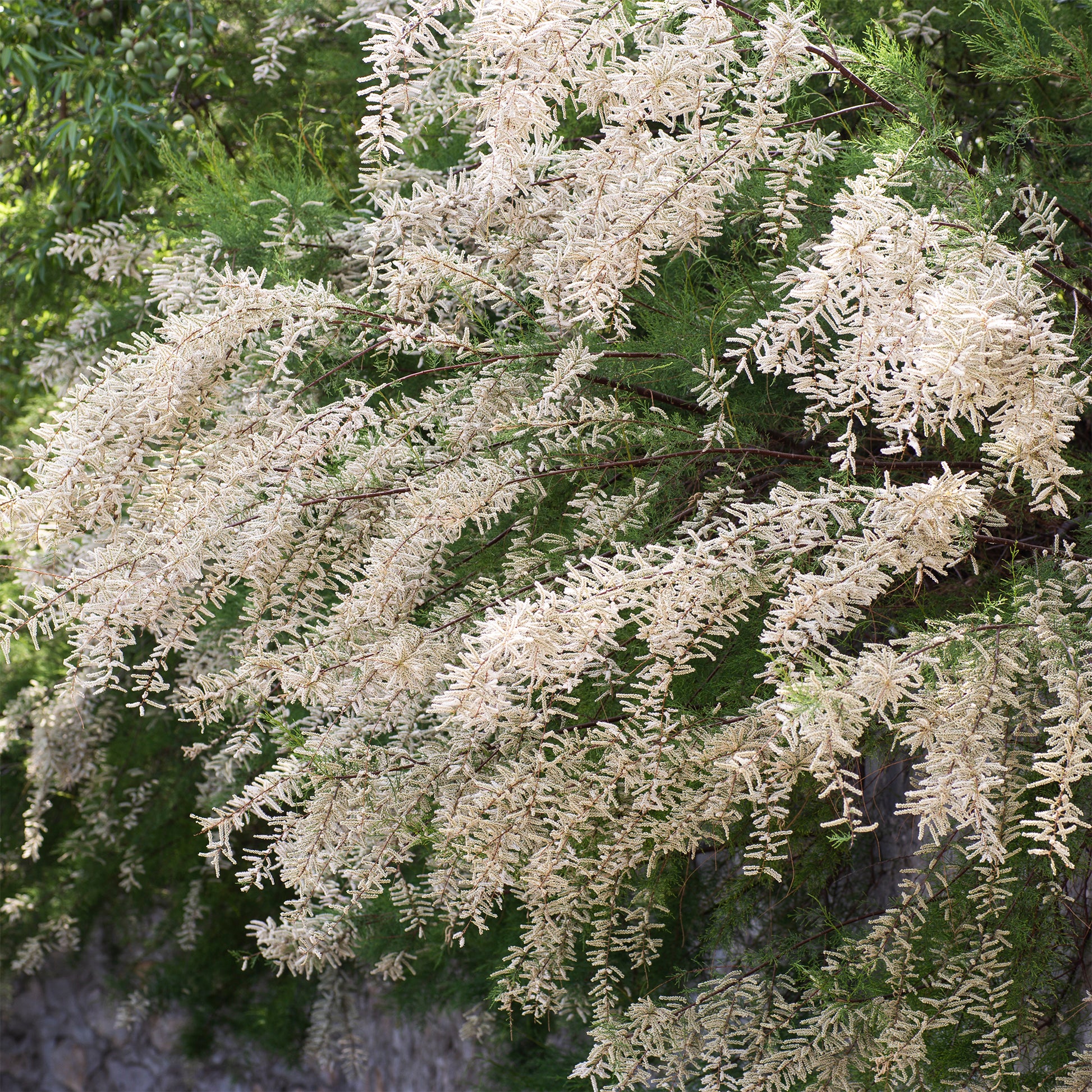 Wit bloeiende tamarisk - Bakker