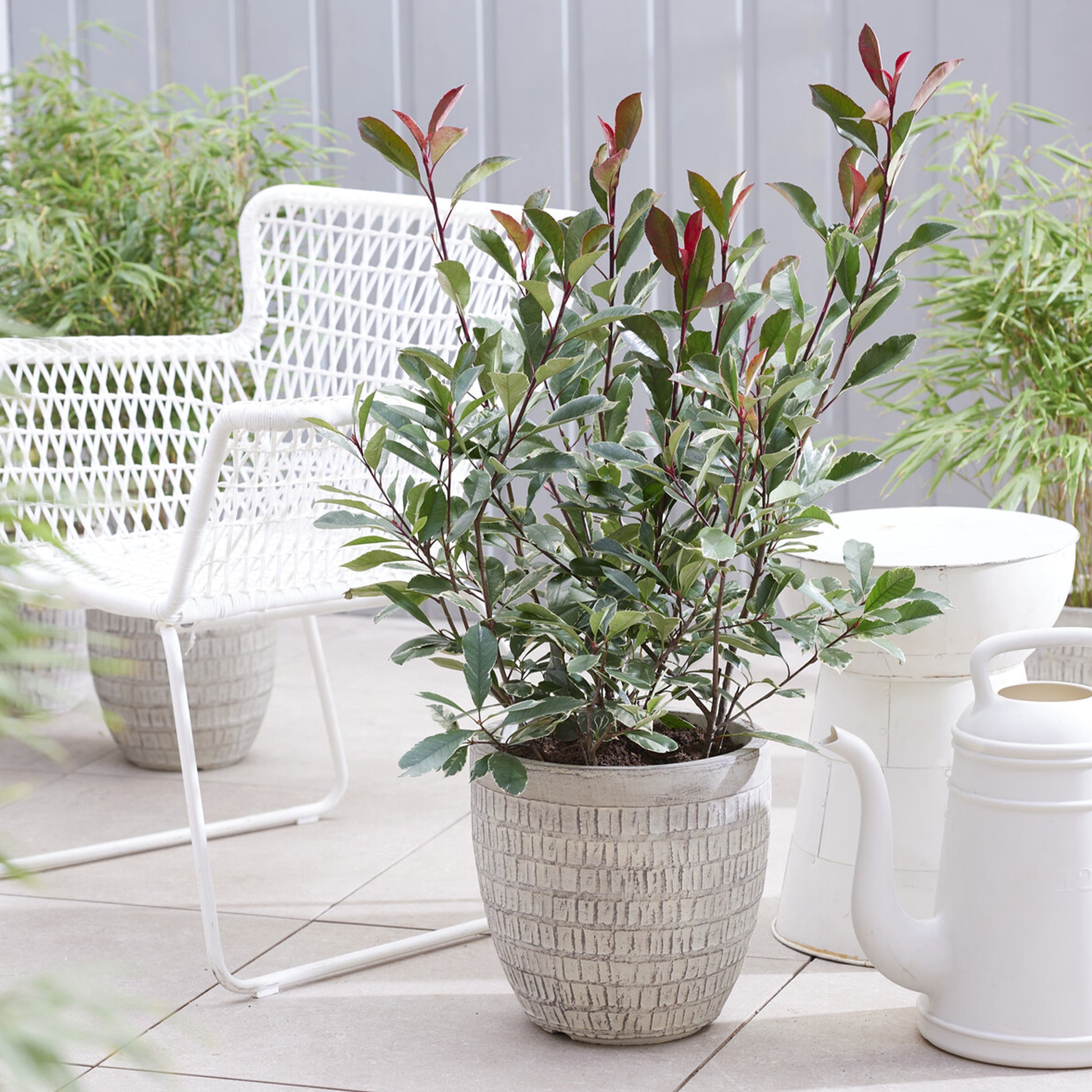 Photinia x fraseri Louise - Photinia fraseri Louise - Photinia