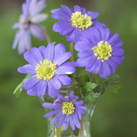 Anemone blanda - Griekse Anemonen (x20) - Anemoon