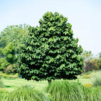 Asimina triloba - Bakker