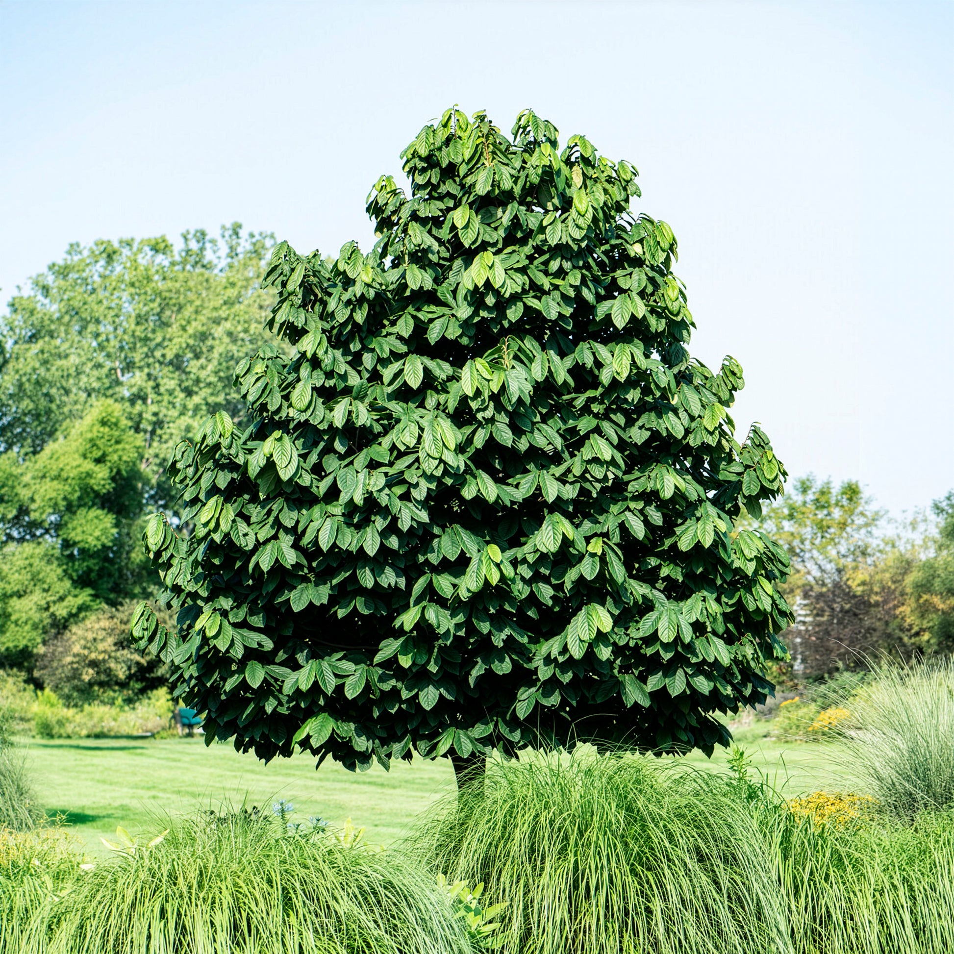 Asimina triloba - Bakker