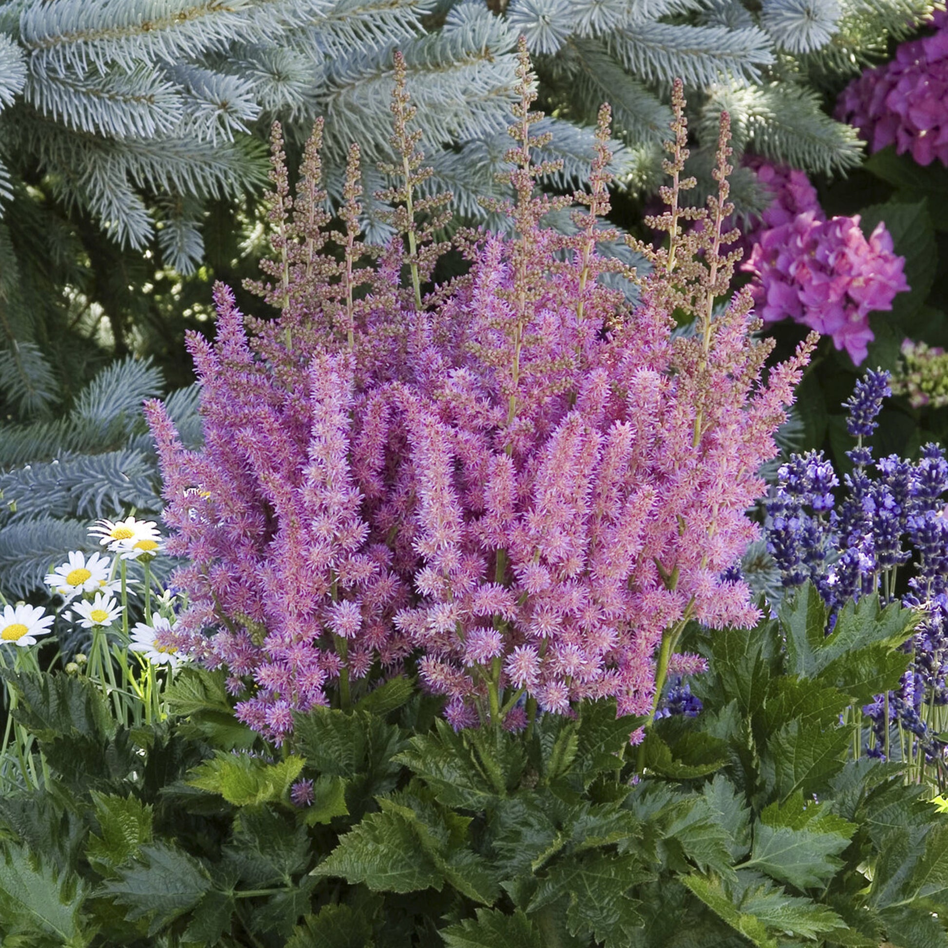 Astilbe chinensis Little Vision in Purple ® - Astilbe Little Visions in Purple®  - Pluimspirea - Astilbe