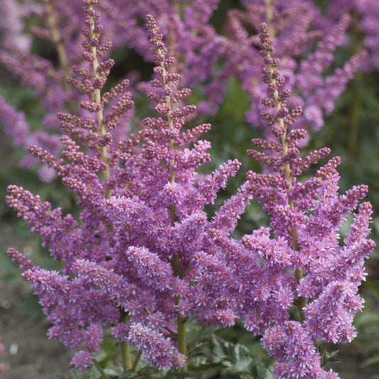 Astilbe Little Visions in Purple®  - Bakker