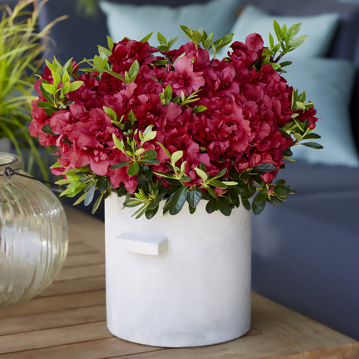 Azalea Encore® Autumn Fire - Rhododendron Encore® Autumn Fire - Bakker
