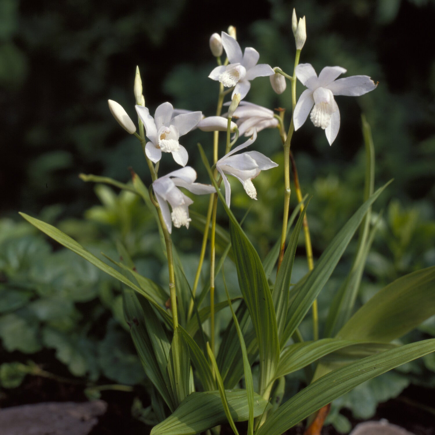 Hyacint-orchidee Alba - Bakker