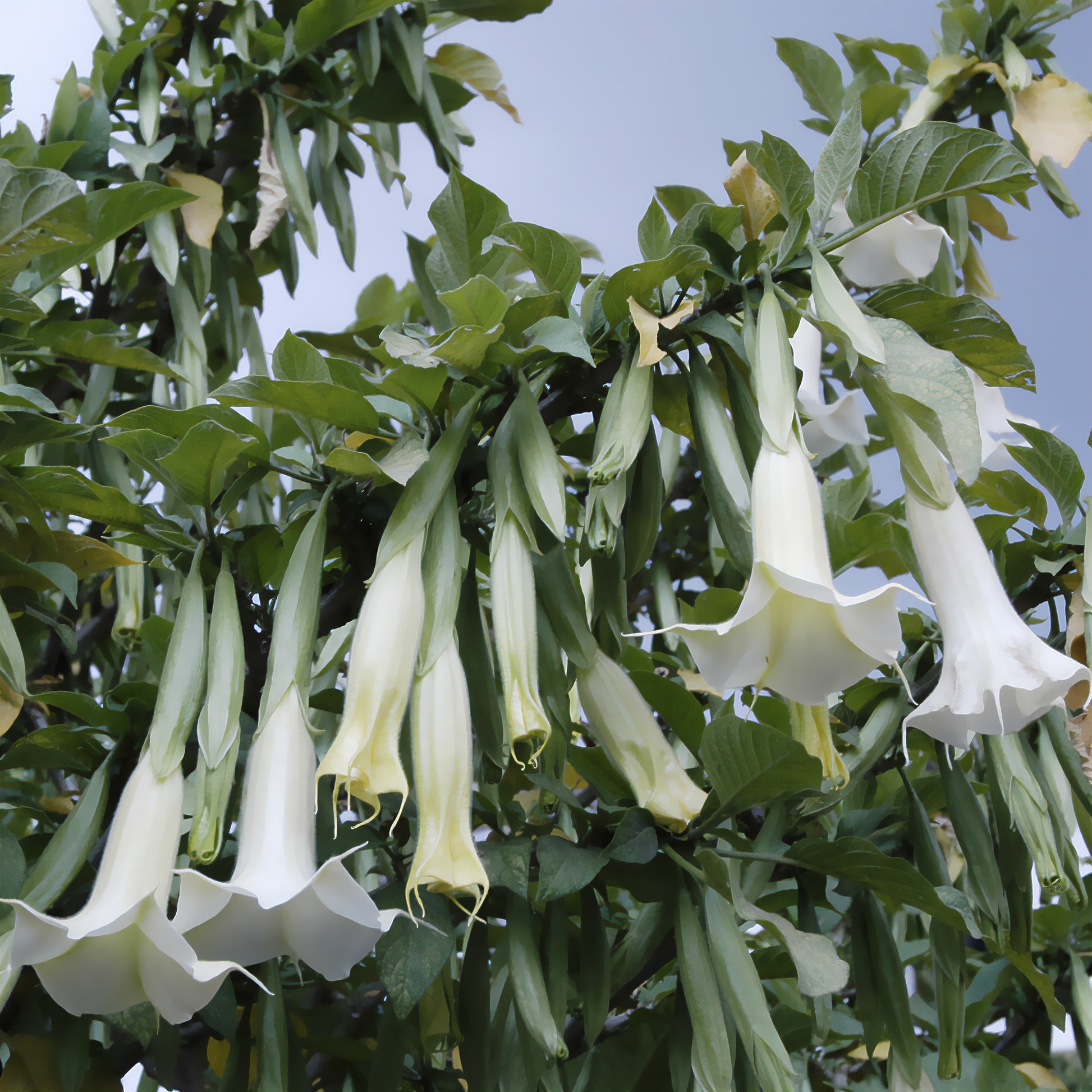 Verkoop Brugmansia - Brugmansia arborea