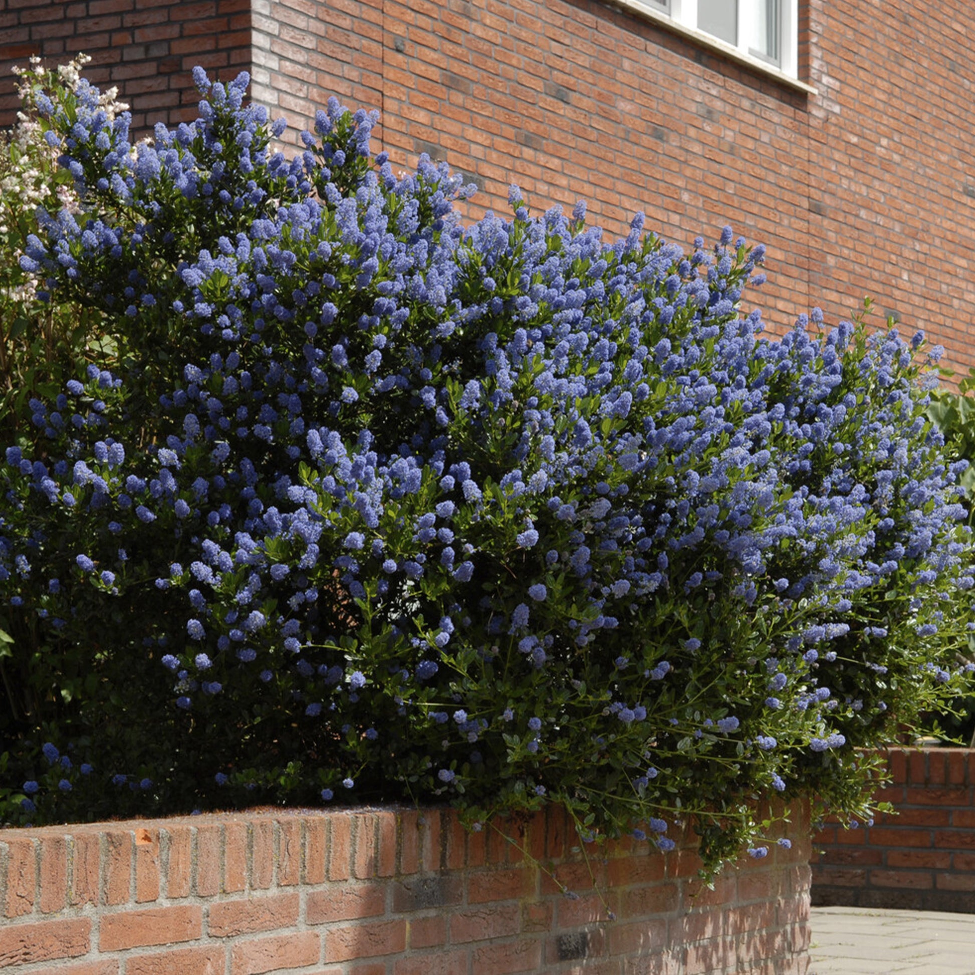 Ceanothus Concha / Amerikaanse sering  - Bakker