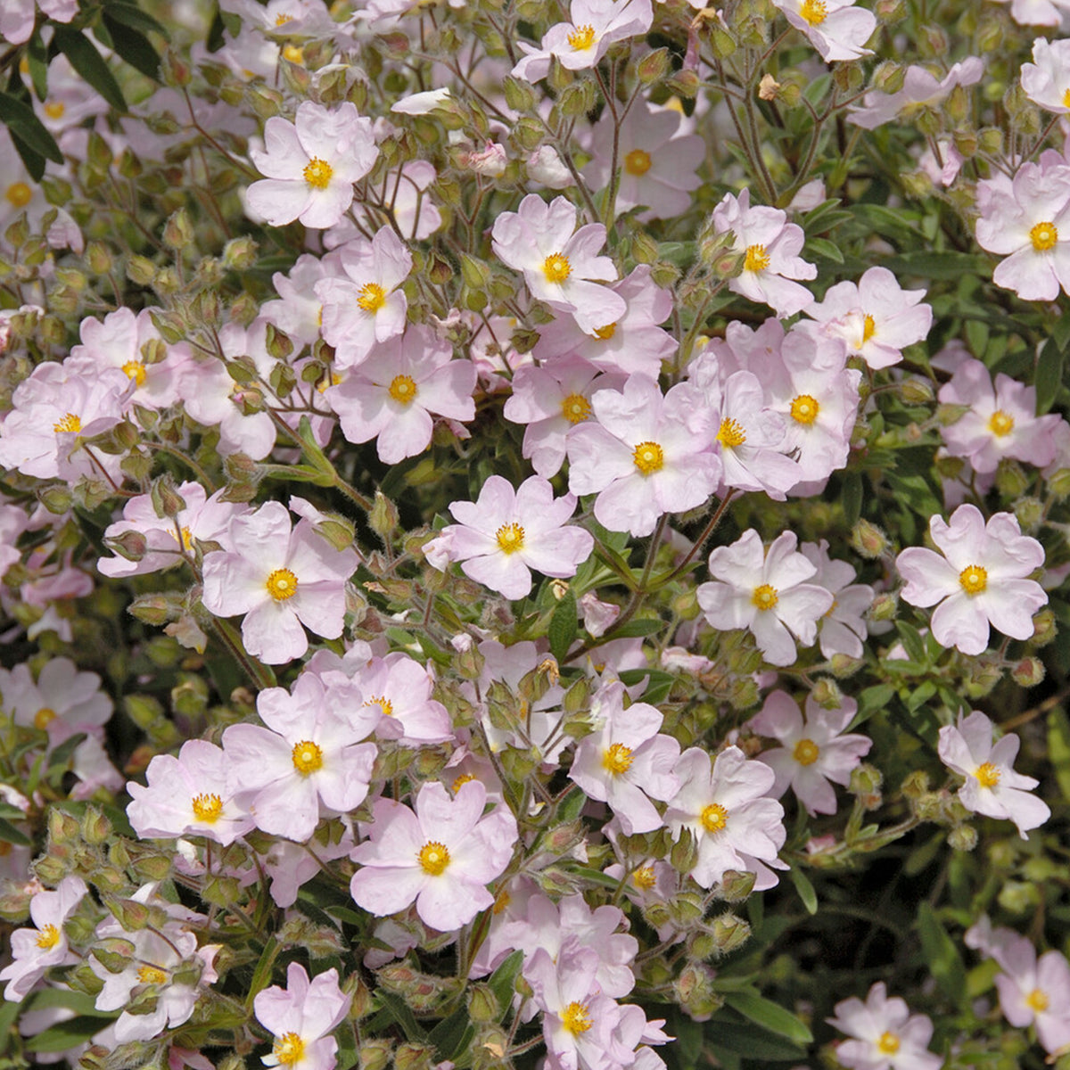 Cistus Silver Pink - Bakker